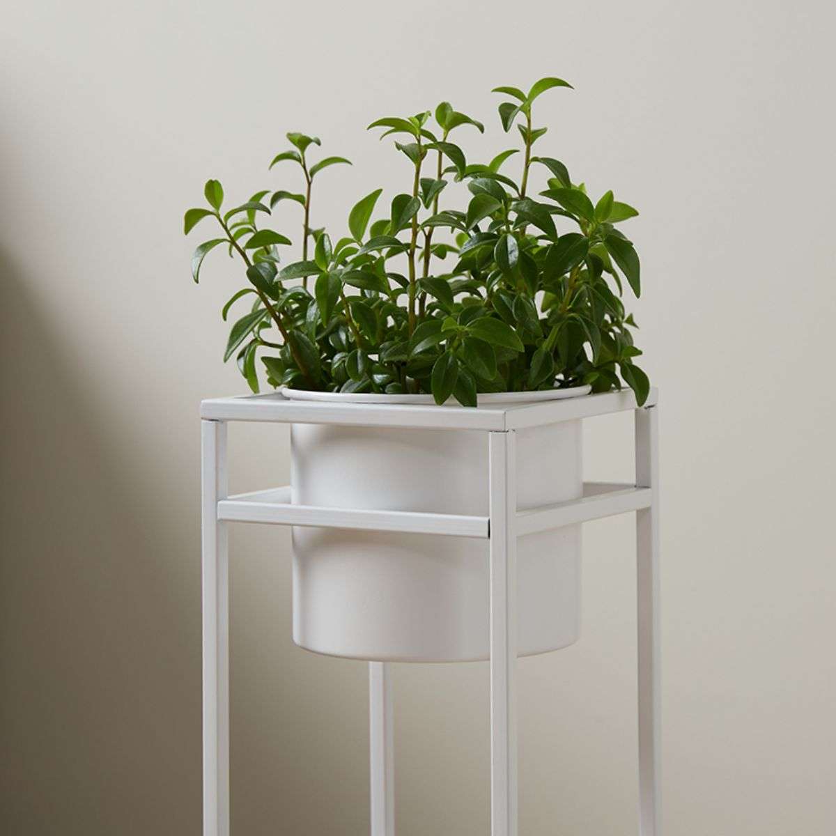 Brent Metal Plant Stand White - Short